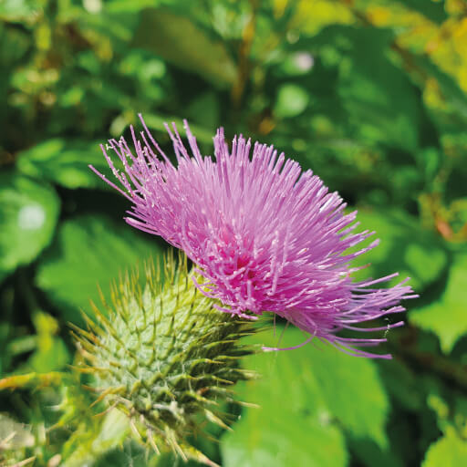 milk thistle