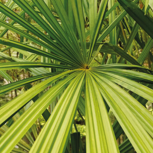 saw palmetto extract