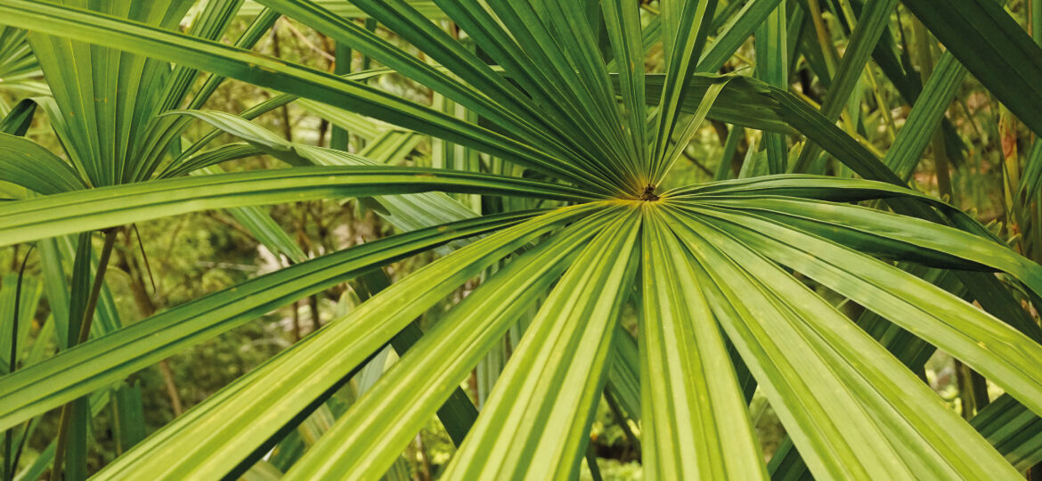 saw palmetto extracts natures powerful botanical extract