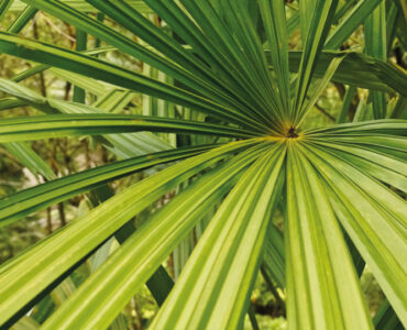 saw palmetto extracts natures powerful botanical extract