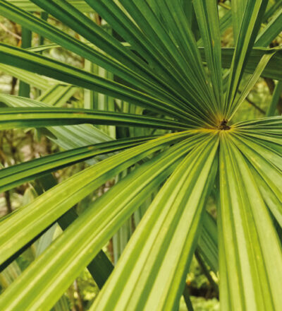saw palmetto extracts natures powerful botanical extract