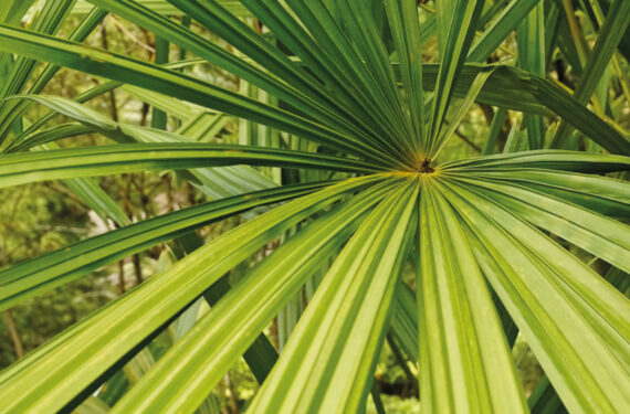 saw palmetto extracts natures powerful botanical extract