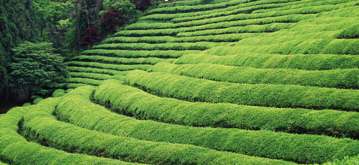 top health benefits of green tea extract