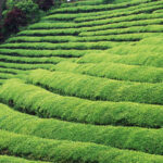 top health benefits of green tea extract