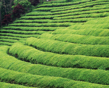 top health benefits of green tea extract