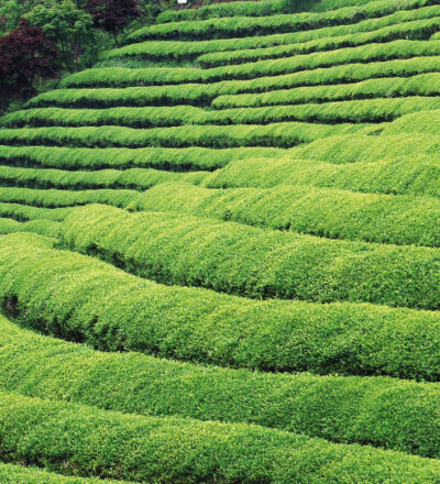 top health benefits of green tea extract