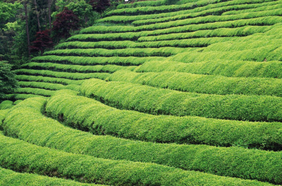 top health benefits of green tea extract