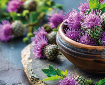 benefits of milk thistle extract everything you need to know
